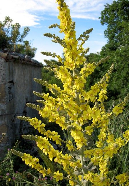 Verbascum pulverulentum / Verbasco a candelabro